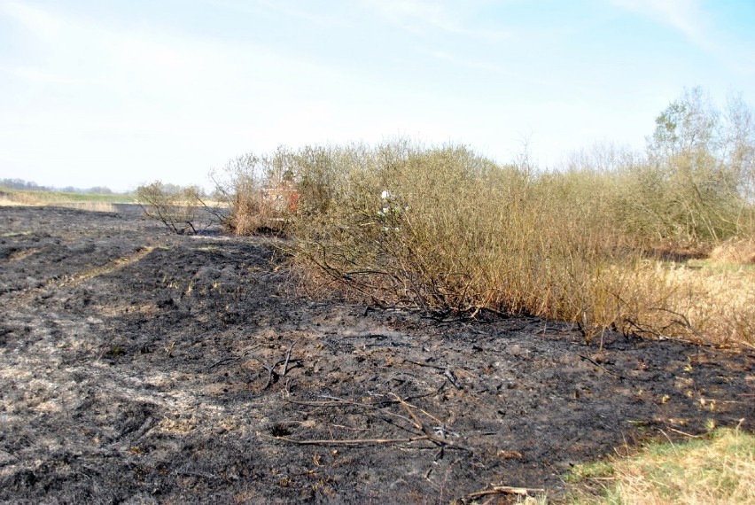 W Dzierlinie pożar traw objął powierzchnię 5 hektarów