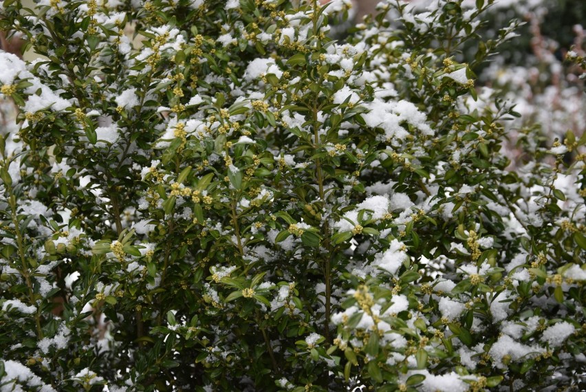 Wróciła zima. Śnieg przykrył kwiaty, ślisko na drogach... (GALERIA)