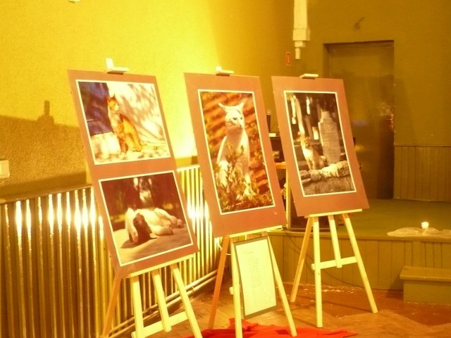 Na wystawie w przywidzkim GOK-u można oglądać fotografie Krystiana Bennicha, których bohaterami są koty. Dopełnienie zdjęć stanowią wiersze tego samego autora.