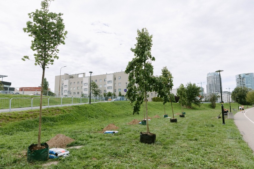 Mieszkańcy Rzeszowa sadzą drzewa. Zobacz zdjęcia naszego fotoreportera