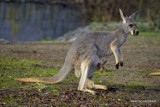 Zoo Wrocław ma ponad 10 tysięcy mieszkańców (ZDJĘCIA)