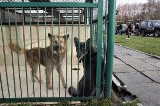 Legnica: Remont w schronisku dla zwierząt