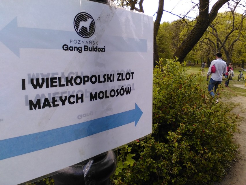 Cytadela Poznań: I Wielkopolski Zlot Małych Molosów