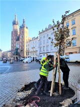 Sadzą lipę na Rynku Głównym w Krakowie. Kiedy będzie więcej drzew?