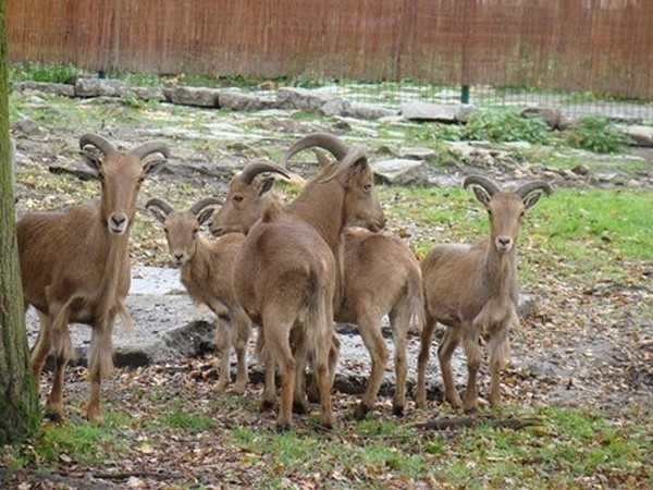 Nowe zwierzęta w śląskim zoo pojawiły się w drugiej połowie...