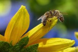 Olsztyn jest przyjazny pszczołom