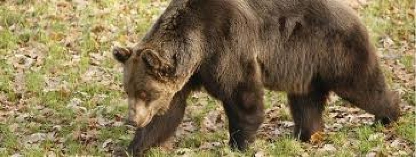 niedźwiedzie w Bieszczadach