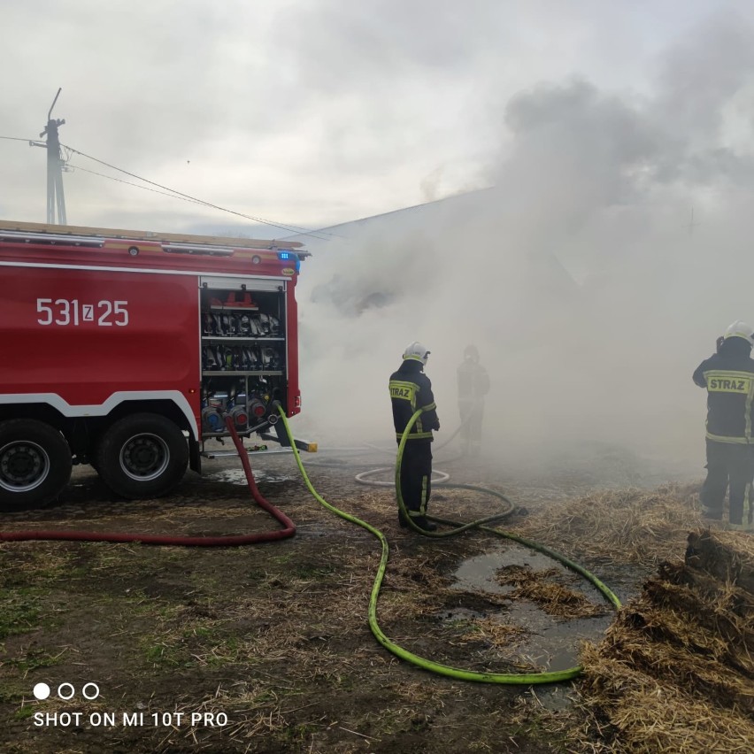 "Styrta się pali!" Pożar snopków słomy blisko zabudowań stadniny w miejscowości Krąpiel. Zagrożony był sąsiedni budynek