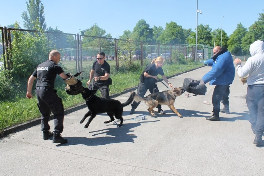 Aslan i Sara - nowe psy w służbie szczecińskiej policji już po egzaminach [ZDJĘCIA]