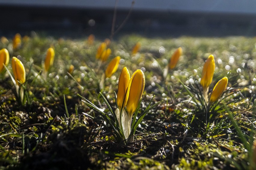 Zwiastuny wiosny na inowrocławskim Rąbinie [zdjęcia]