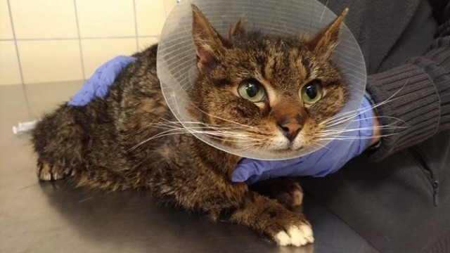 Kot Szczepan jest już po operacji, ale nadal potrzebuje pomocy.