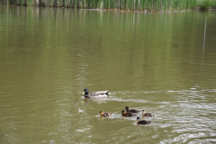 Radni osiedlowi chcą w Parku Piaskówka postawić kaczkomat