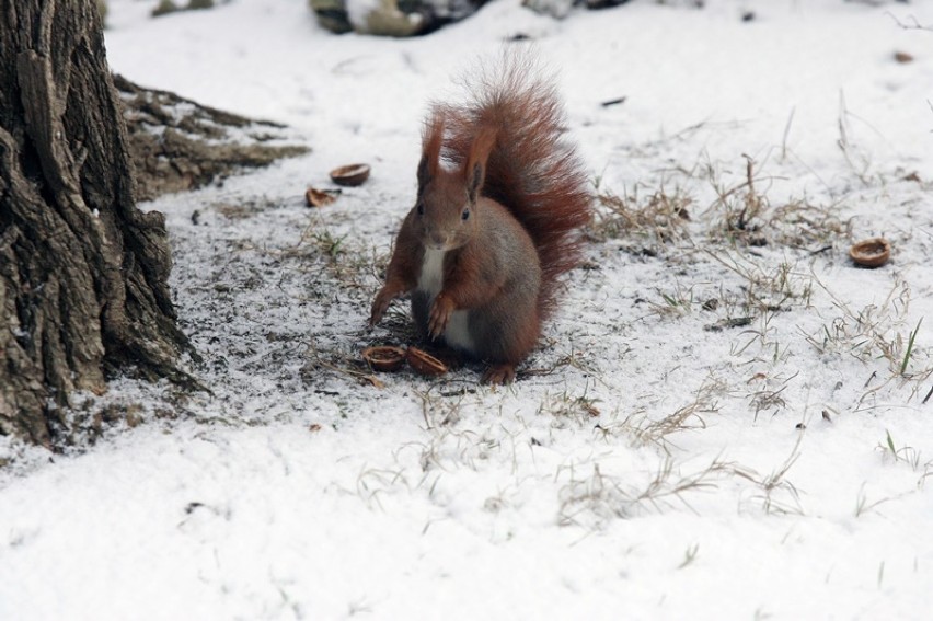 Opady śniegu, legnickie wiewiórki mają się dobrze