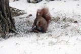 Opady śniegu, legnickie wiewiórki mają się dobrze [ZDJĘCIA]