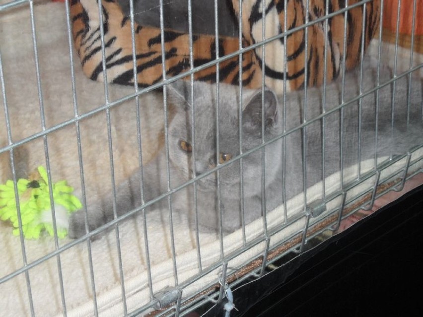 Wystawa kotów w Jaworznie. Ponad 200 rasowych zwierzaków