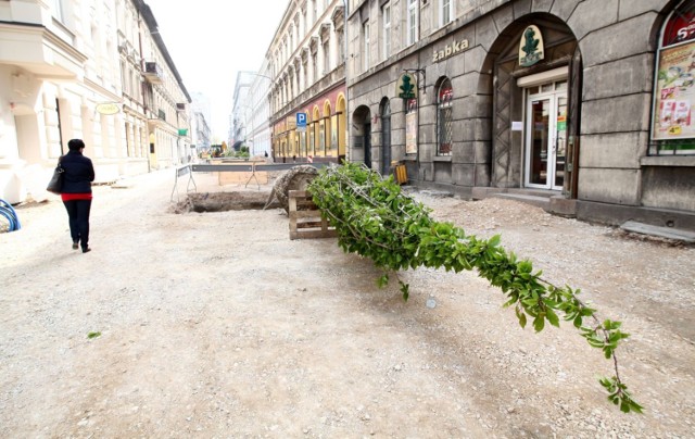 Od środy na ulicy 6 Sierpnia w Łodzi rośnie 5 drzew wiśniowych. Na 6 Sierpnia powstaje pierwszy w Łodzi woonerf, czyli połączenia ulicy z podwórkiem.