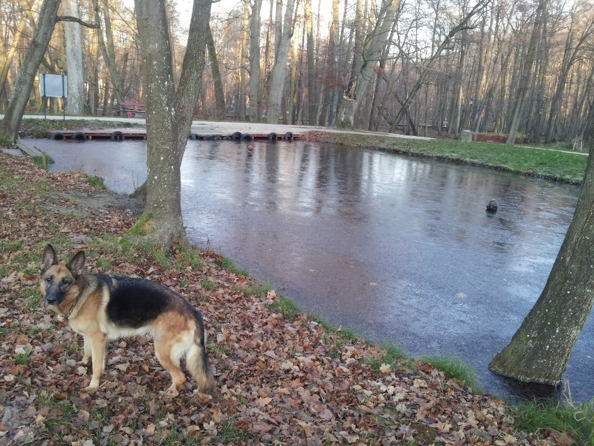 Park w Wejherowie w listopadowy mroźny dzień