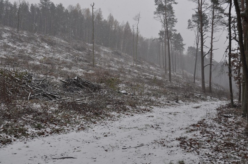 Pierwszy śnieg w Pile