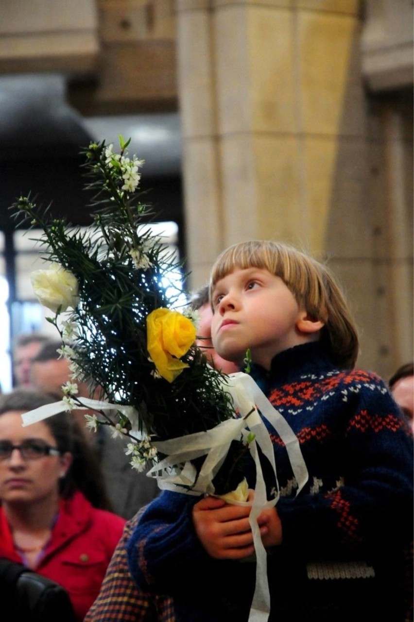 Najpiękniejsze palmy! Zobacz naszą galerię i pokaż swoją palmę! 