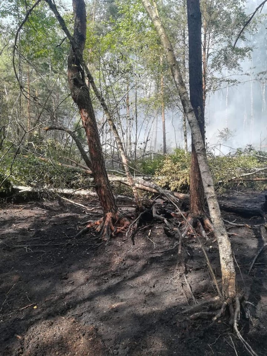 Powiat bełchatowski: Płonęły lasy w Bogumiłowie