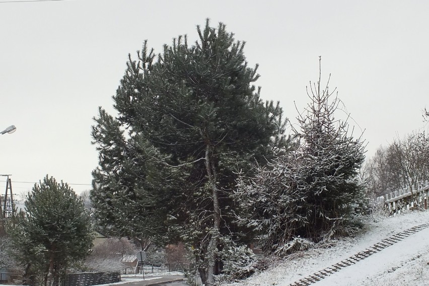 Zima 2015 w powiecie zamojskim