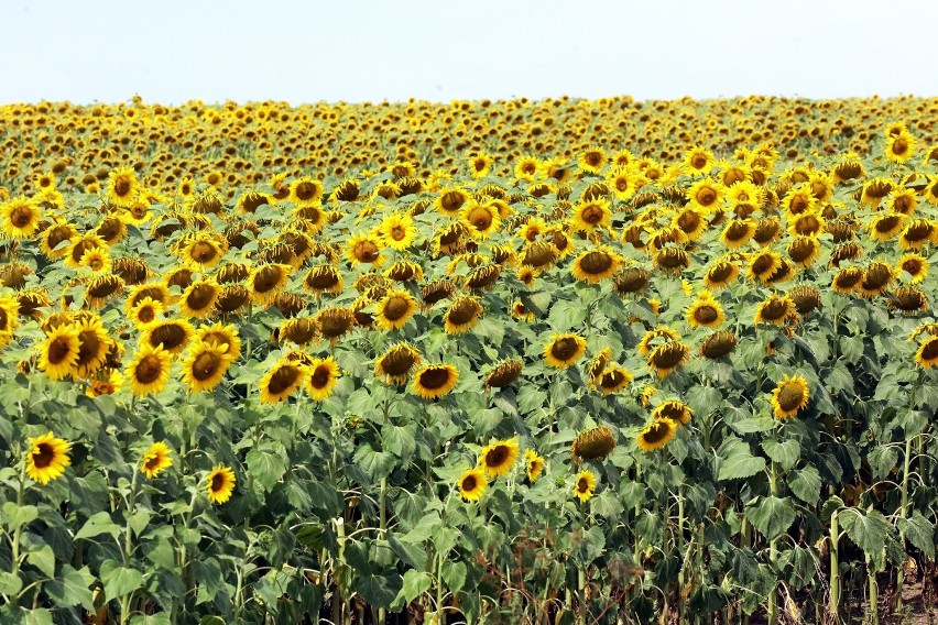 Przepiękne słonecznikowe pola tuż za Legnicą, zobaczcie zdjęcia
