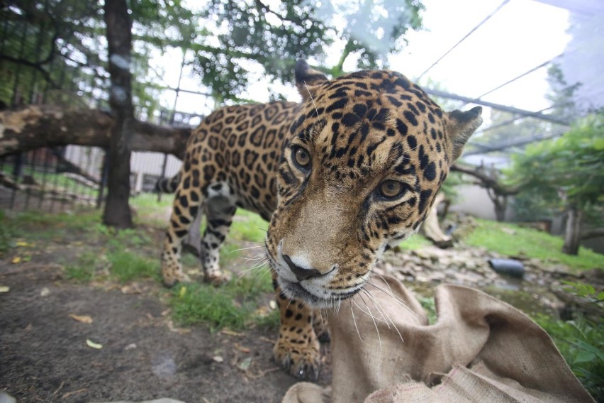 ZOO Warszawa. Godziny otwarcia, cennik, dojazd. Ceny biletów...