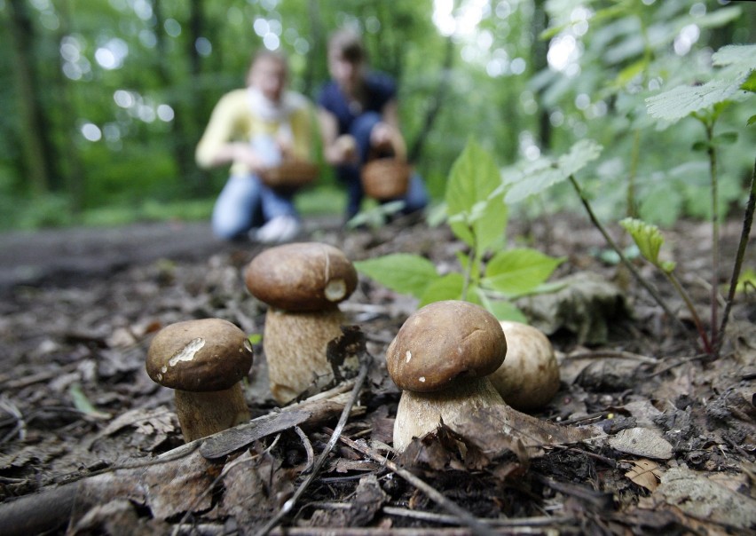 Grzybiarze informują, że można tam znaleźć nawet 100 grzybów...