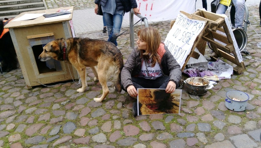 Przykuli się do psich bud koło Starego Marycha [ZDJĘCIA]