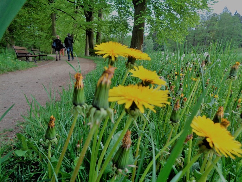 Gołuchowski park wiosennie. Zobacz, jak pięknie się...