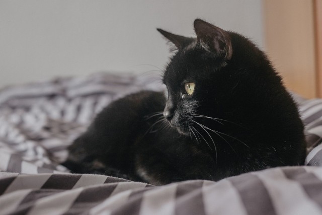 Czarny kot na Black Friday w Gliwicach. Centrum Handlowe Forum zaplanowało wyjątkową akcję