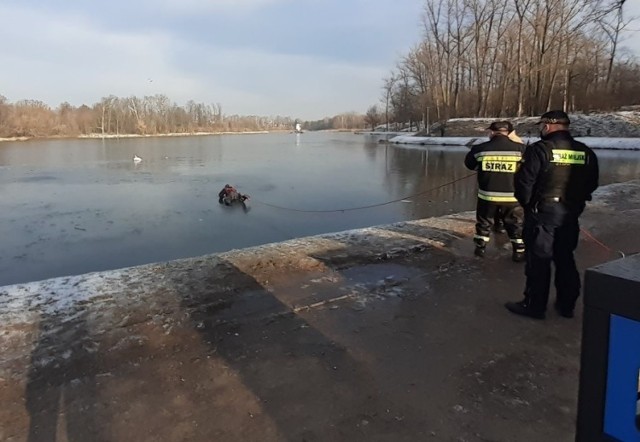 Specjalne sanki pomogły uratować przymarzniętego do tafli lodu na zalewie przy ulicy Klonowej.