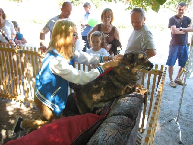 Pora na seniora, czyli psi festyn w parku Wilsona