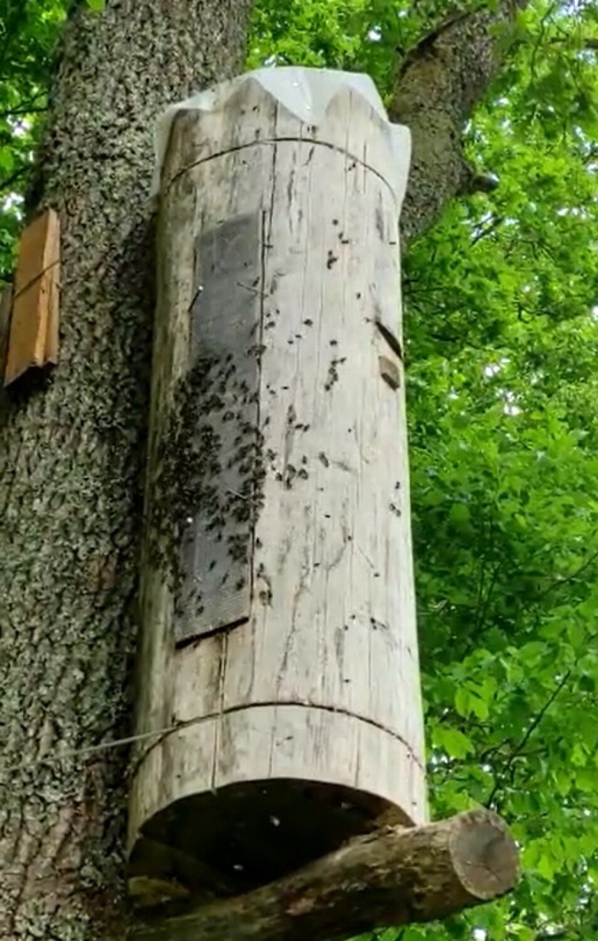 W lasach Nadleśnictwa Choczewo powieszono kłody bartne dla pszczół