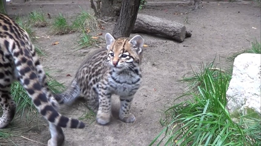 ZOO Kraków. Młody ocelot zaczyna odkrywać świat. Jest naprawdę uroczy! [WIDEO]