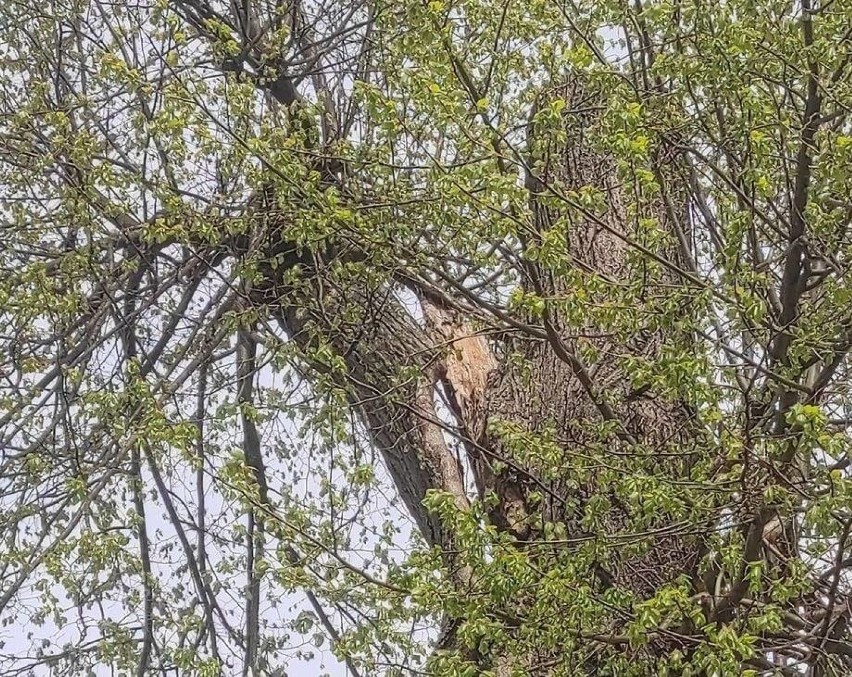 W dniu och święta o strażakach ze Skwierzyny nie zapomniały...