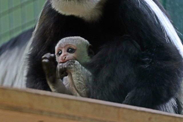 Gdańskie zoo ma nowych mieszkańców! Kim są egzotyczni lokatorzy?