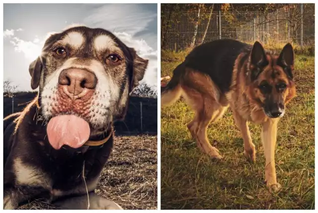 Duże psy ze schroniska dla zwierząt w Poznaniu czekają na właścicieli. Chcesz adoptować jednego z nich? Koniecznie zobacz galerię zdjęć psich słodziaków.