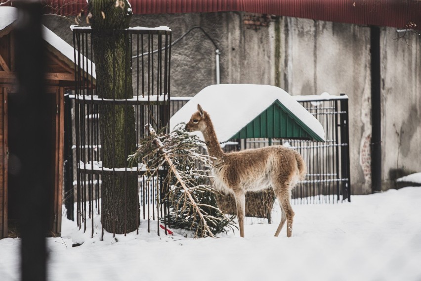 Śląskie zoo w zimowej odsłonie. Zobacz kolejne...