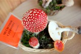 Atlas grzybów 2023. Które grzyby są trujące, a które jadalne? Podpowiadamy! Sprawdź atlas grzybów online 24.09.2023