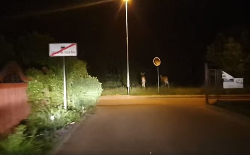 Łosie w Szczecinku. Nocne wizyty dzikich zwierząt [zdjęcia]
