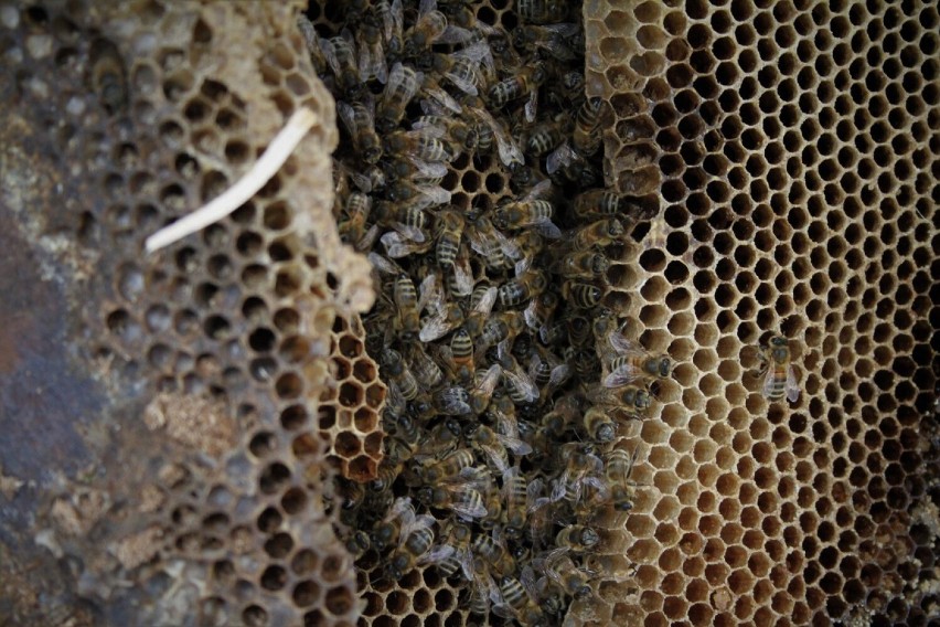Koninianie na ratunek dzikim pszczołom           
