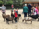 Mieszkańcy regionu tłumnie odwiedzili ZOO Safari w Borysewie. Zwierzyniec przygotowuje się na Dzień Dziecka! [ZDJĘCIA]