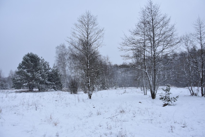 Bajkowa zima w Myszkowie, na Wierzchowinie ZDJĘCIA
