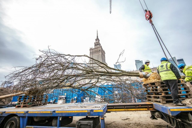 Nowe drzewa pojawiły się przed nowym gmachu Muzeum Sztuki Nowoczesnej w Warszawie. Posadzono ich w sumie 11.