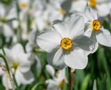 Narcyz biały – pachnący kwiat z wiejskiego ogródka. Poznaj tajniki jego uprawy