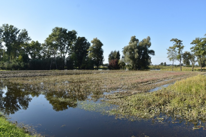 Mimo, że od obfitych opadów deszczu, które nawiedziły...