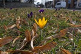Wiosna 2023 zawitała już do Skierniewic. Wypatrzeć ją można na trawnikach