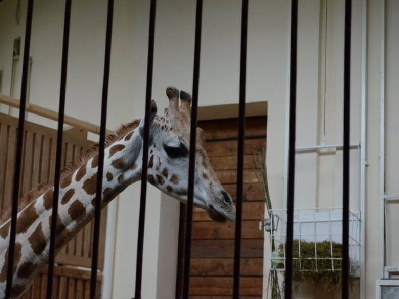 W zoo w Łodzi padła żyrafa Lokatka