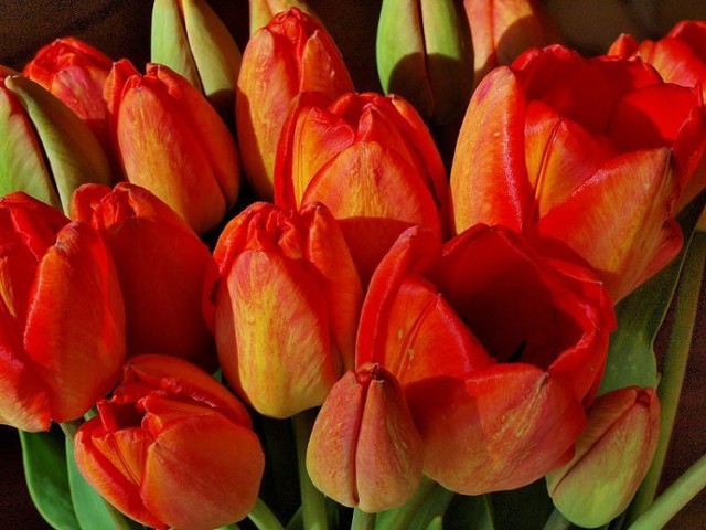 Tulipany &quot;rządzą&quot; obecnie wśród kwiatów wręczanych z okazji dnia kobiet. Zdetronizowały goździki królujące w epoce PRLu.